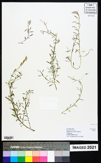 Lobelia trullifolia image