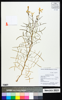 Lithotoma anethifolia image