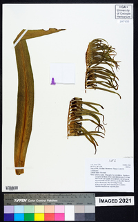 Lobelia telekii image