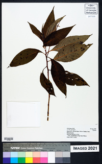 Impatiens tinctoria image