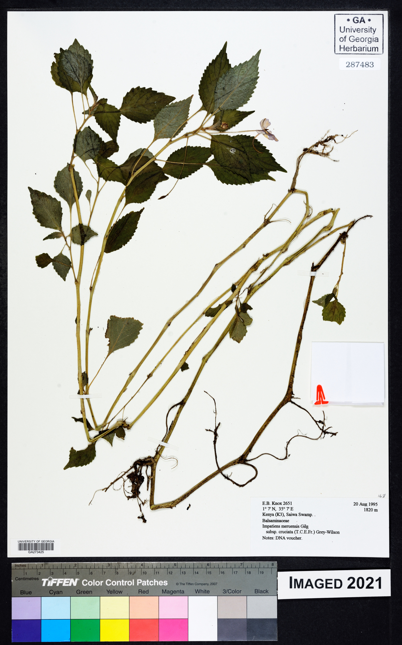 Impatiens meruensis subsp. cruciata image