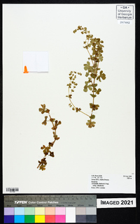 Alchemilla ellenbeckii image