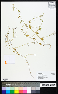 Lobelia fervens subsp. recurvata image