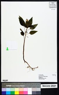 Impatiens pseudoviola image