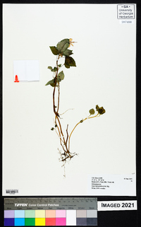 Impatiens pseudoviola image