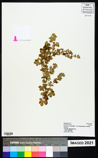 Alchemilla ellenbeckii image