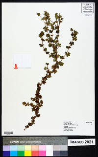 Alchemilla ellenbeckii subsp. ellenbeckii image