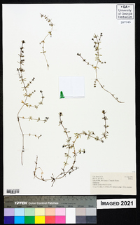 Galium hochstetteri image