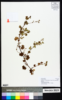 Alchemilla ellenbeckii image