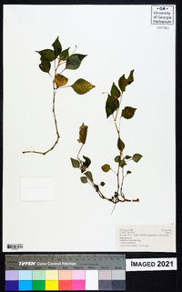 Impatiens meruensis subsp. meruensis image