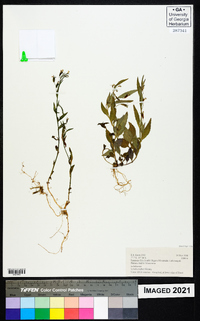 Lobelia molleri image