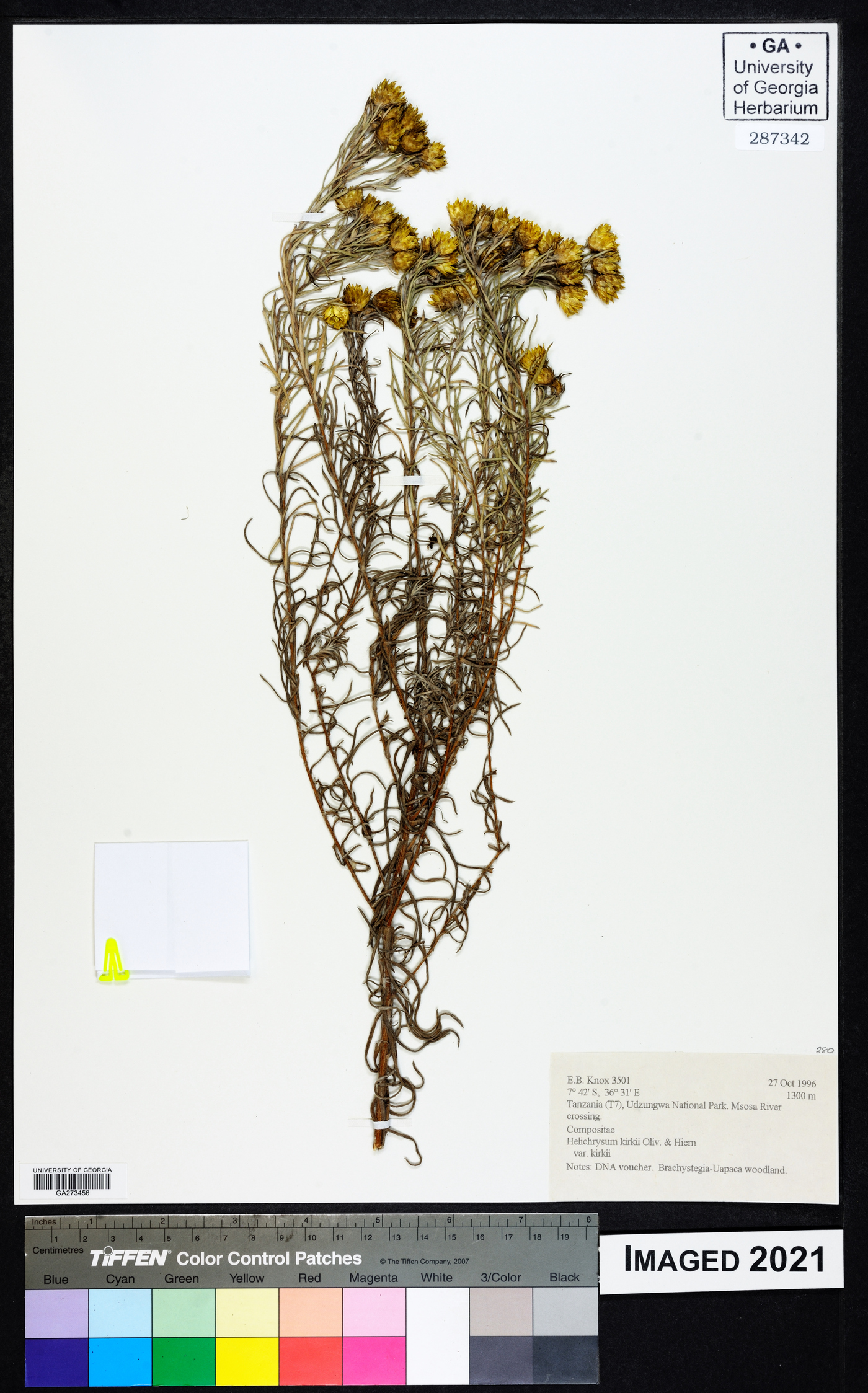 Helichrysum kirkii var. kirkii image