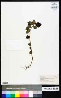 Impatiens ioides image