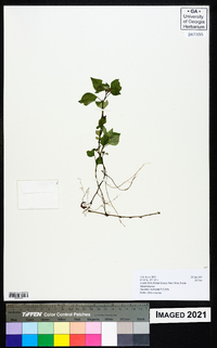 Impatiens hoehnelii image