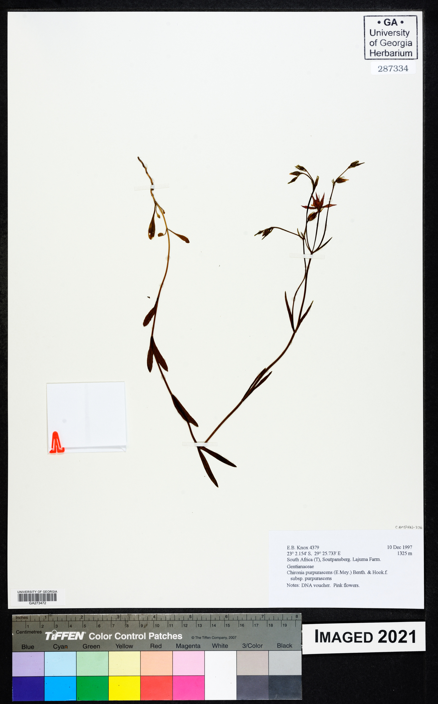 Chironia purpurascens subsp. purpurascens image