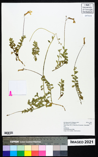 Lobelia dichroma image