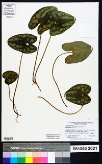 Hexastylis arifolia image