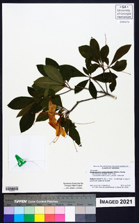 Rhododendron calendulaceum image