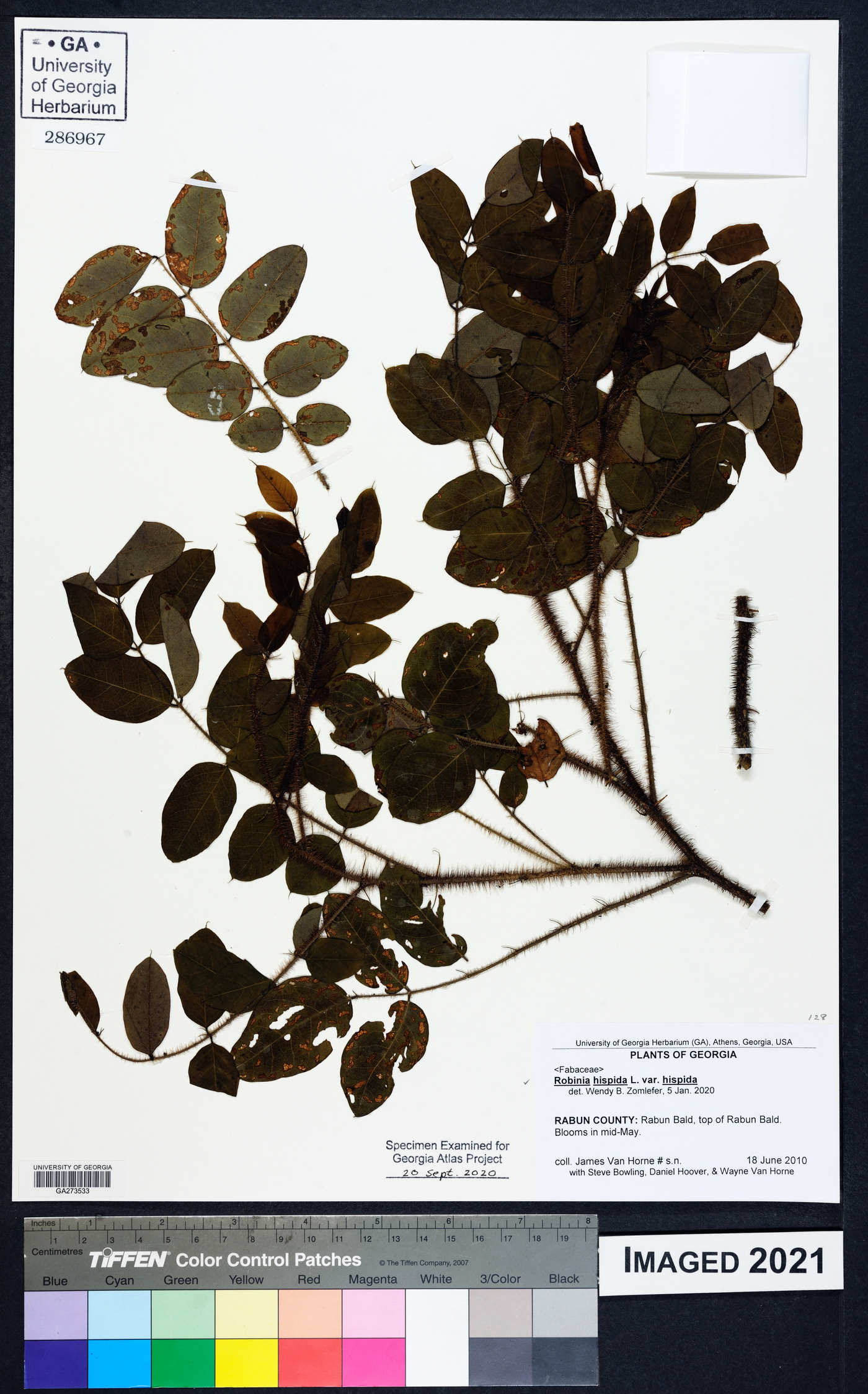 Robinia hispida hispida image