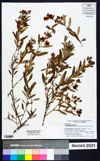 Hypericum prolificum image