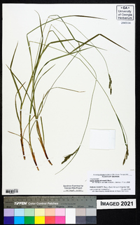 Carex swanii image