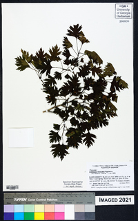 Crataegus marshallii image