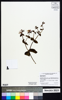 Rhexia virginica image