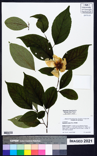 Stewartia ovata image