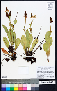 Anemopsis californica image