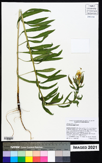 Oenothera elata image