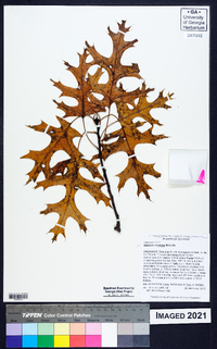 Quercus coccinea image