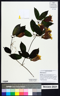 Bignonia capreolata image