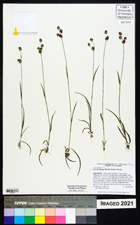 Luzula bulbosa image