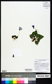 Viola hirsutula image