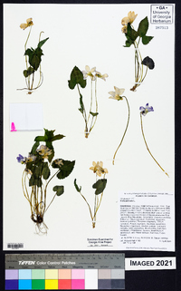 Viola palmata image