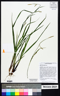 Carex purpurifera image