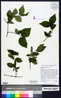 Philadelphus hirsutus image