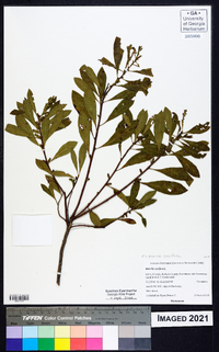 Myrica cerifera image