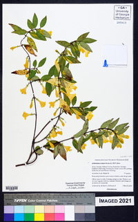 Gelsemium sempervirens image