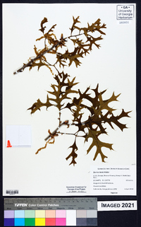 Quercus laevis image