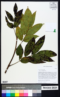 Fraxinus caroliniana image