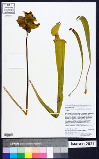 Sarracenia flava image