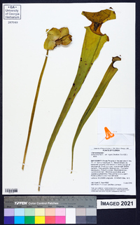 Sarracenia flava image