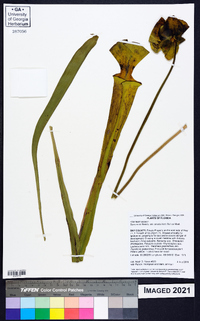 Sarracenia flava image