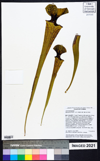 Sarracenia flava image