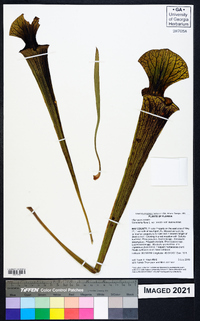 Sarracenia flava image