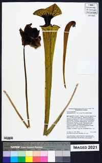 Sarracenia flava image