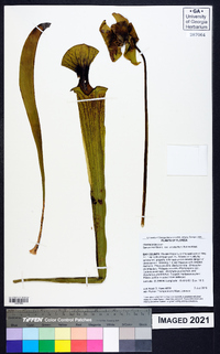 Sarracenia flava image