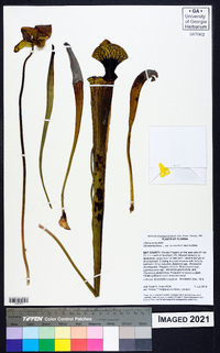 Sarracenia flava image