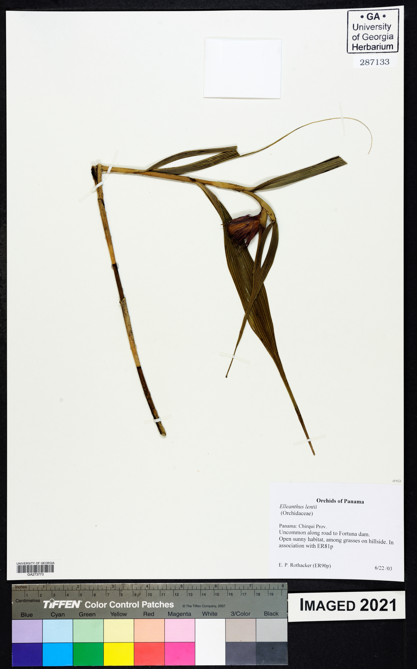 Elleanthus lentii image